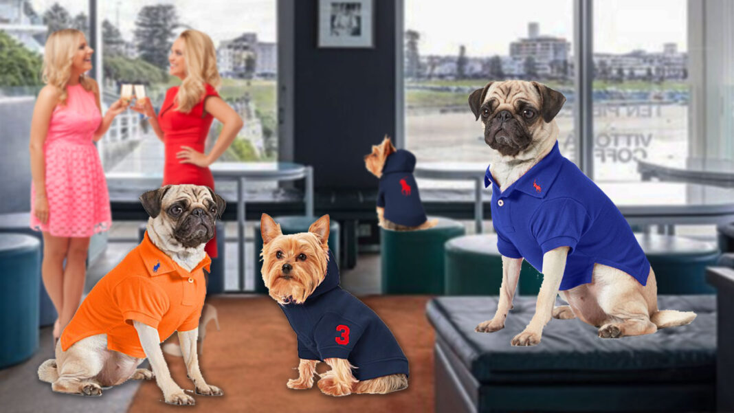 Bondi Icebergs now allowing in pets, as long as they're wearing a Polo  Ralph Lauren shirt